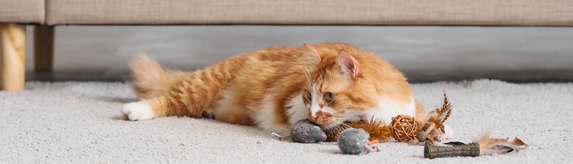 Cute tabby cat with toys lying on the floor at home