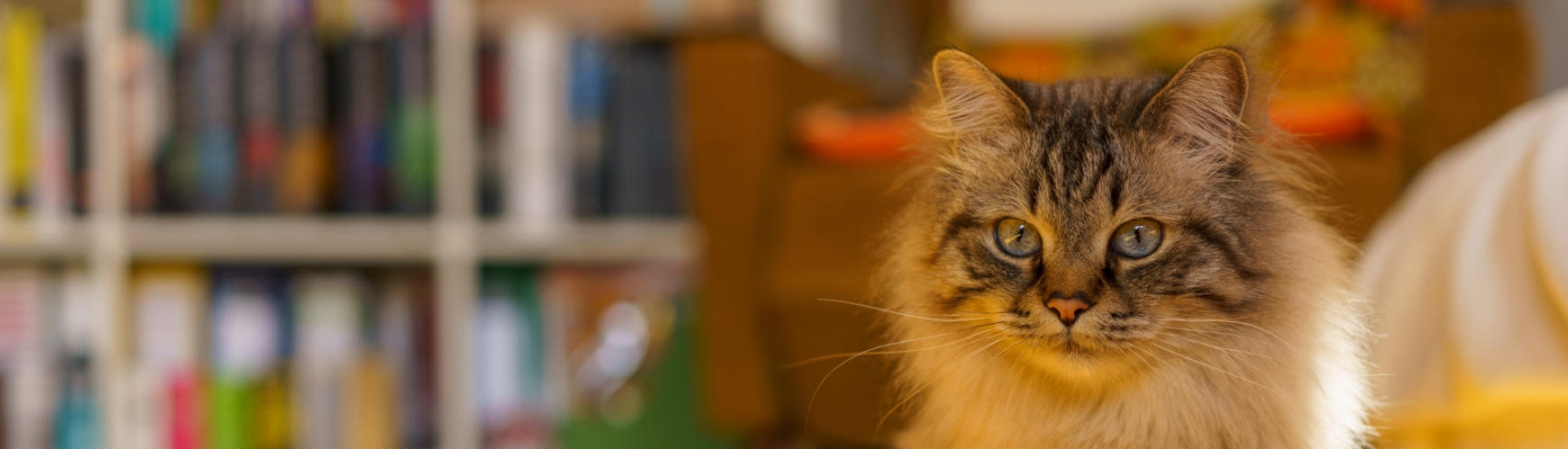 Birman cat