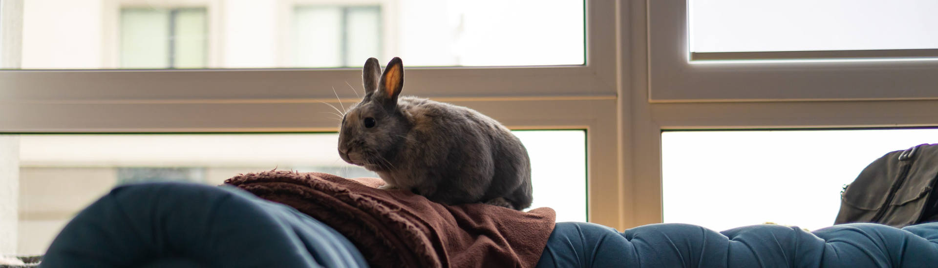 Cute gray rabbit enjoying at home