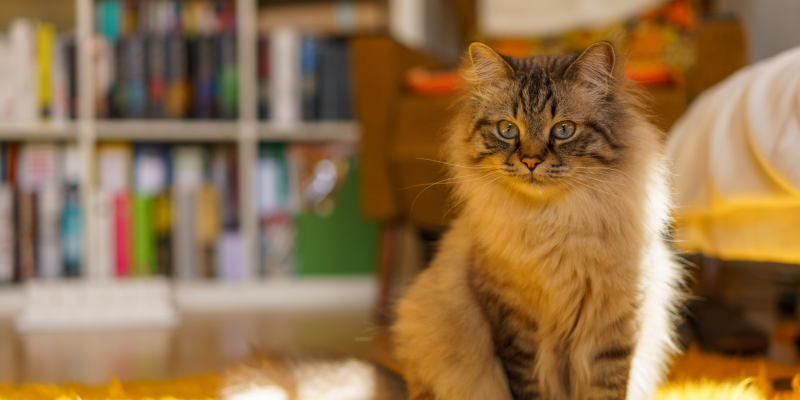 Birman cat