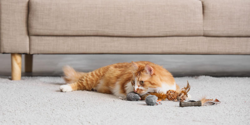 Cute tabby cat with toys lying on the floor at home