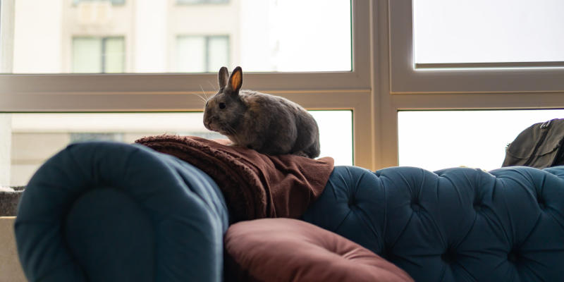 Cute gray rabbit enjoying at home